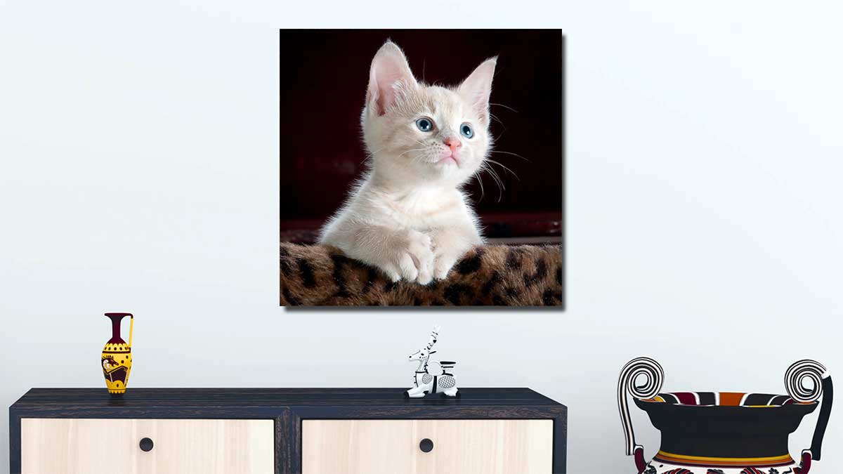 Square photo print of a kitten with brilliant blue eyes