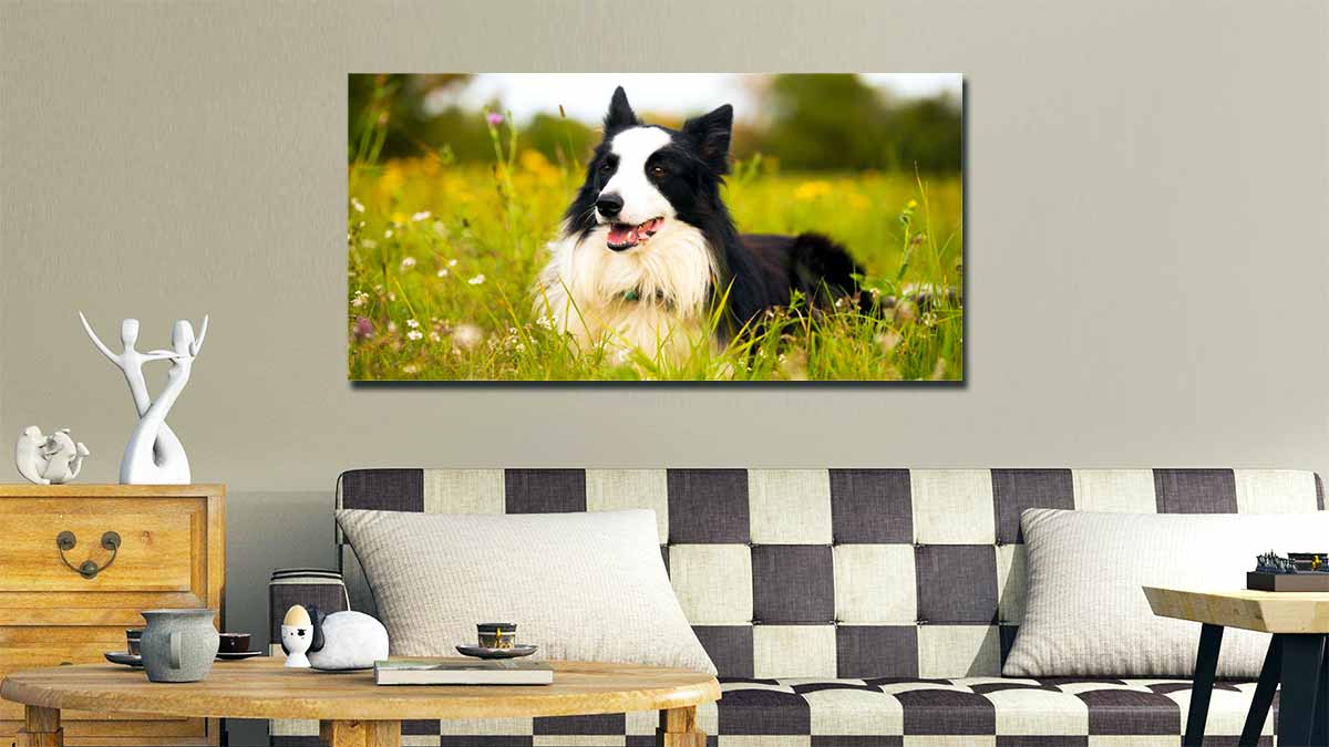 Picture of a dog perched in a grassy meadow, printed on a panoramic poster and hung above a trendy style of settee