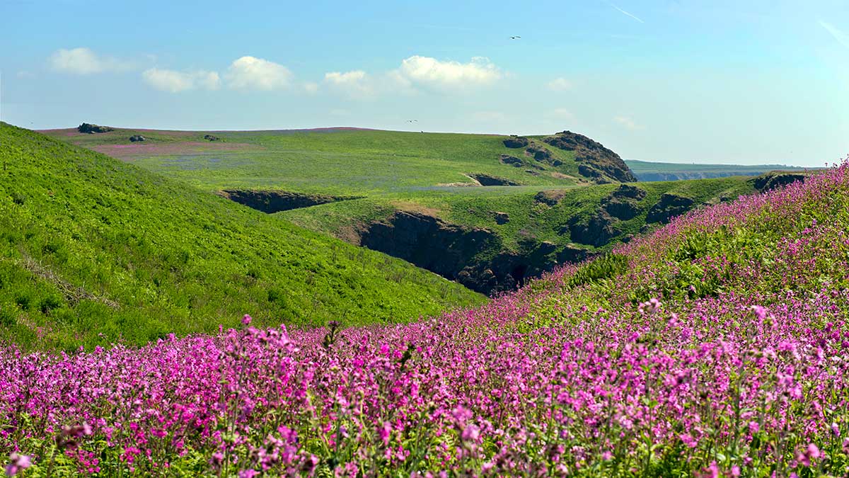 Image of the undulating hills on Skomer Island off the coast of Wales