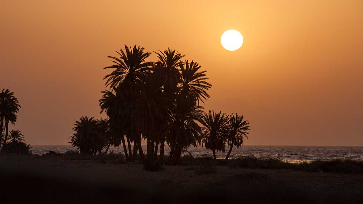 Photo featuring palm tree silhouettes against a desert sunset