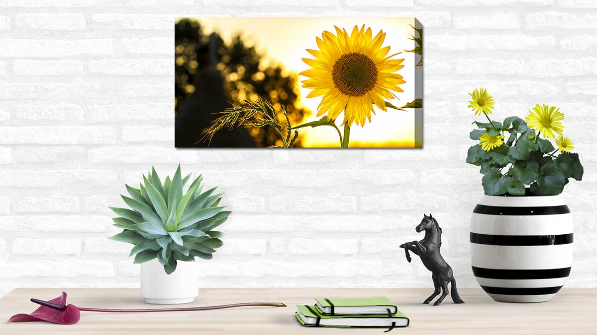 Image of a sunflower printed on canvas hung on a white brick wall
