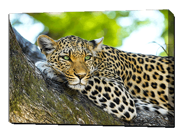 Leopard picture