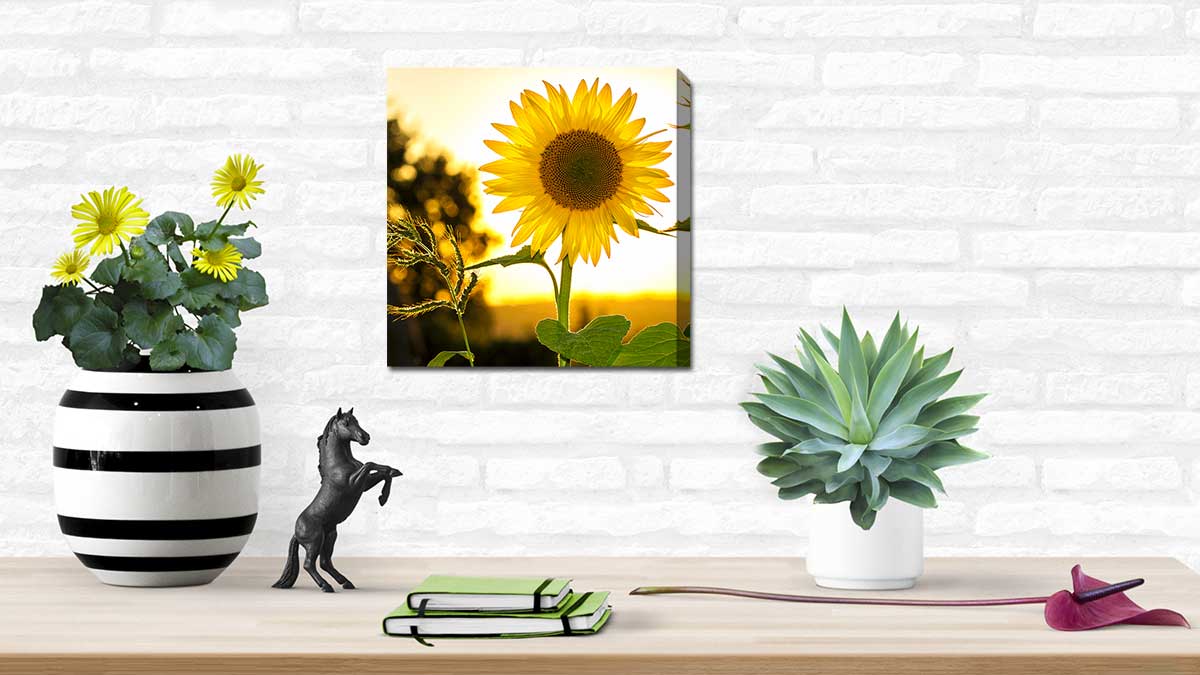 Canvas print displaying a photo of a brilliant yellow sunflower