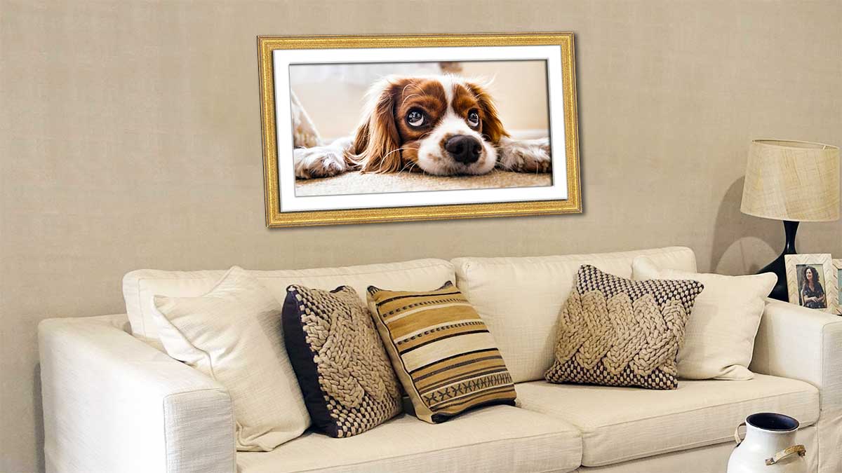 Picture of a pet dog framed in a golden frame and hung behind a settee with golden cushions