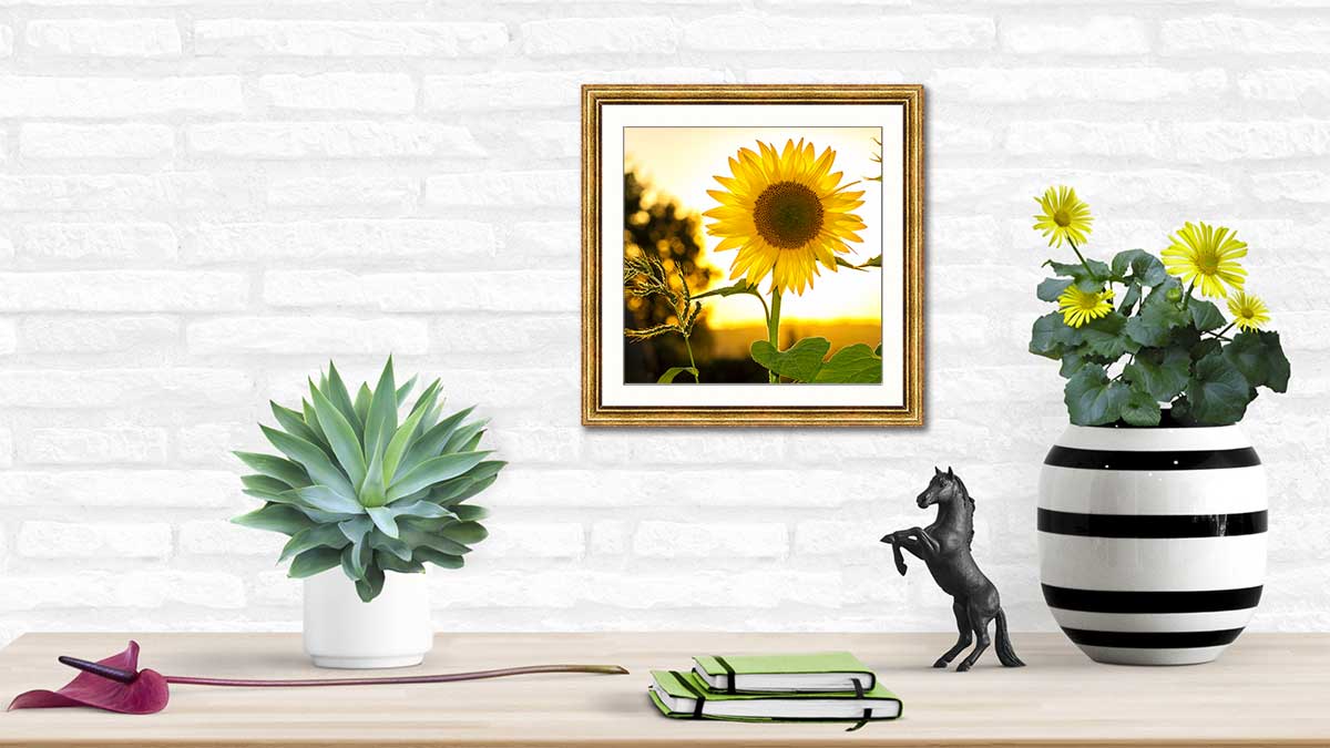 Golden sunflower framed in a golden frame with white mount, artistically hung on a white brick wall with plants near indoor plants in pots.