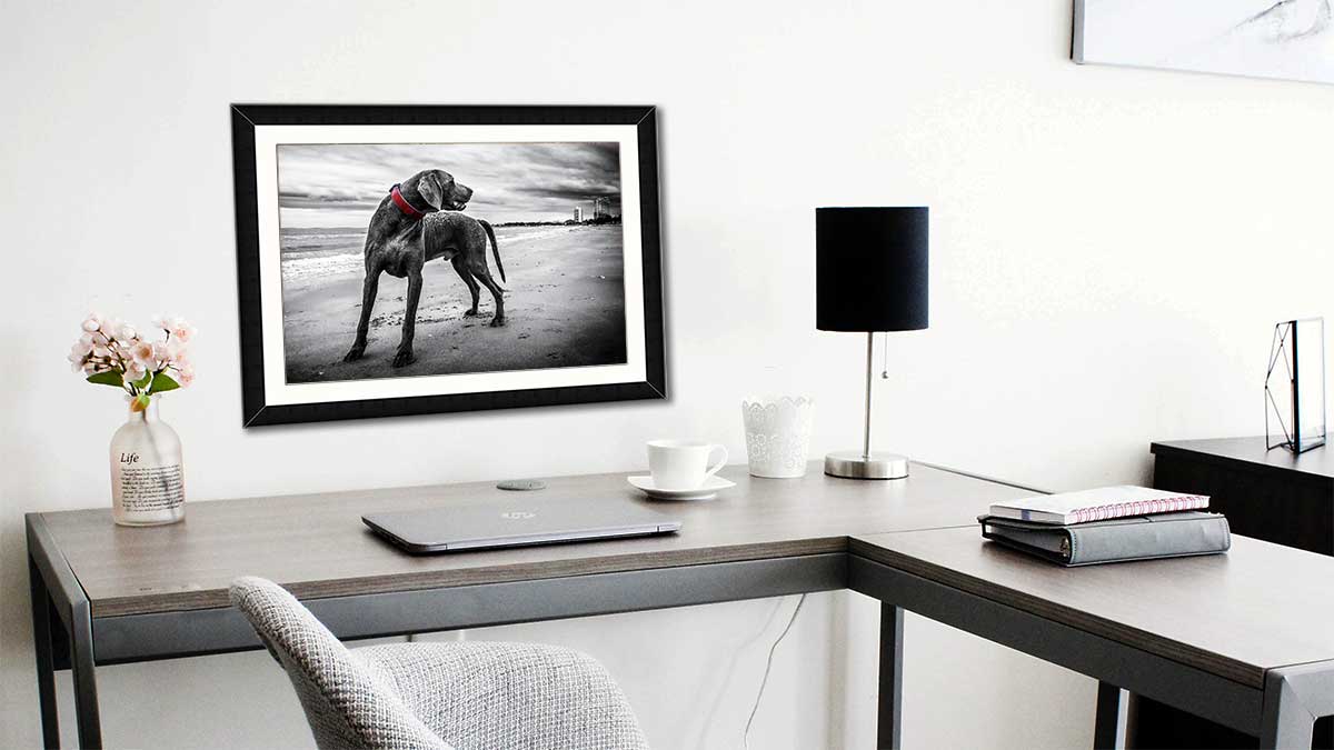 Black and white picture of a dog on a windy beach taken with a DSLR and framed using our classic style