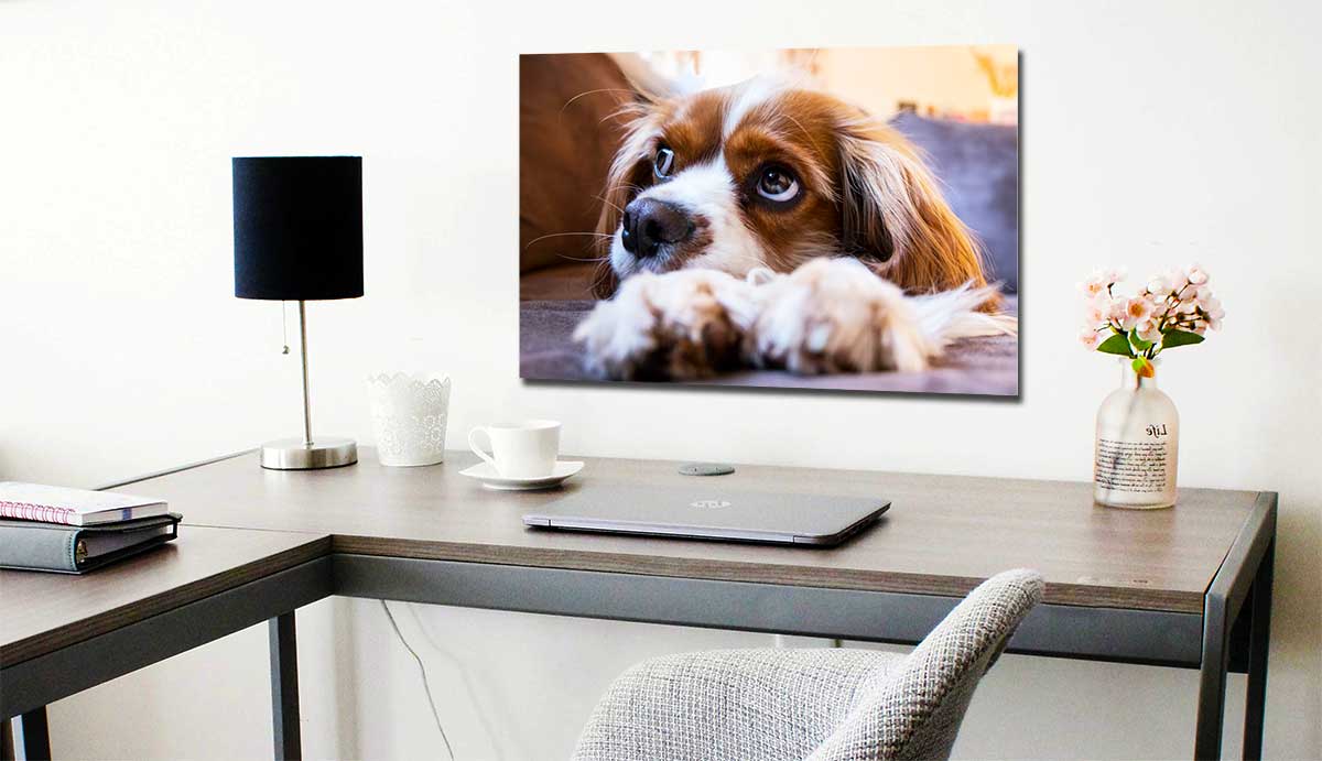 Picture of a dog poster print on the wall above a desk