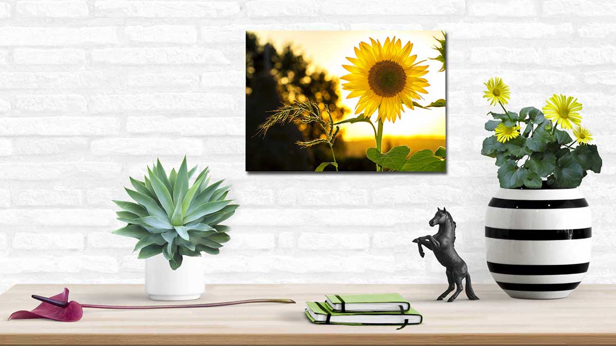 A3 print of a sunflower in the sunset hung on a white brick above a table