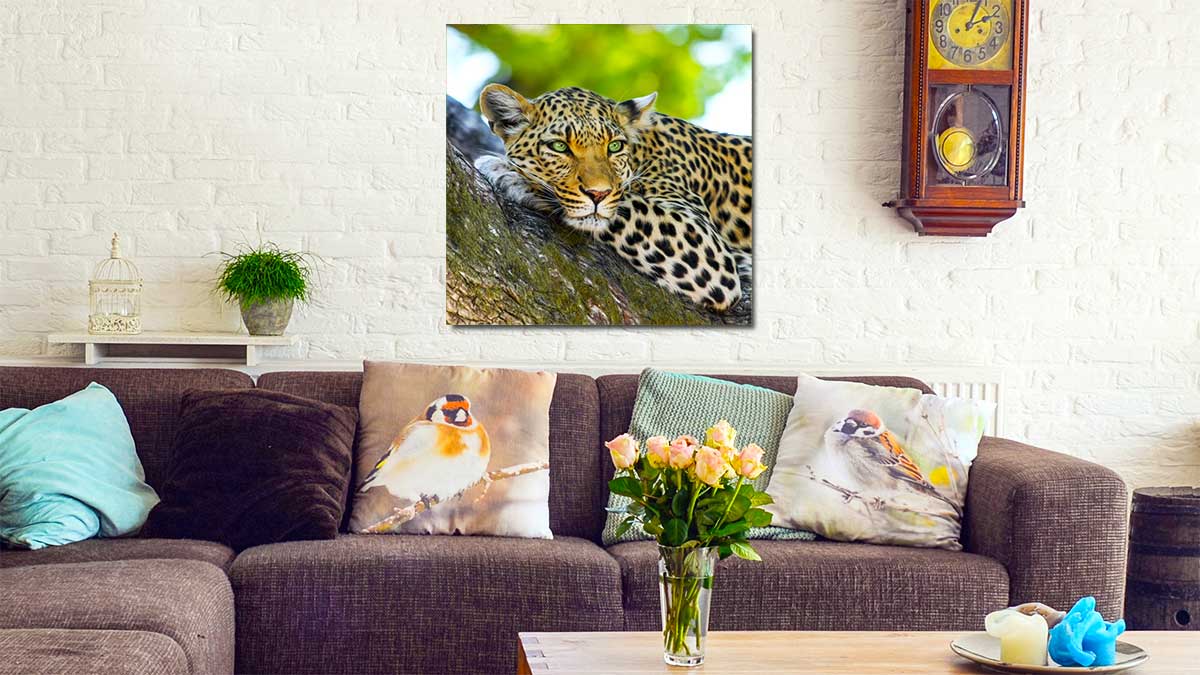 Photo of a leopard perched in a tree and cropped into a square print, hanging over an cuddly sofa in an old style sitting room