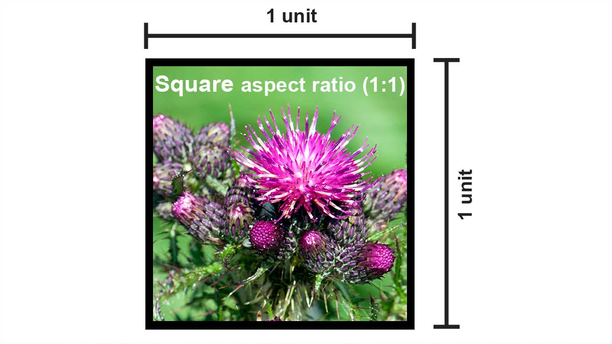 1:1 aspect ratio diagram