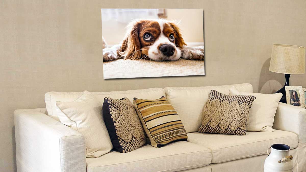 A1 poster print showing a picture of a pet spaniel hung behind a cream settee