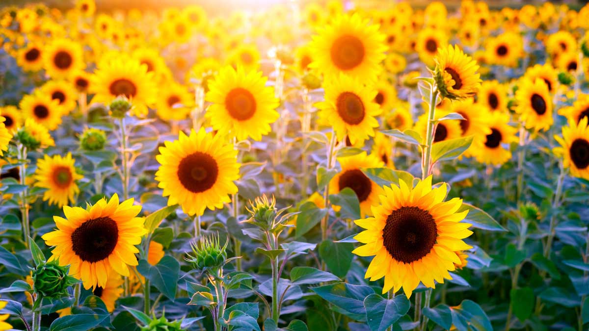 High resolution photographic showing a field of sunflowers