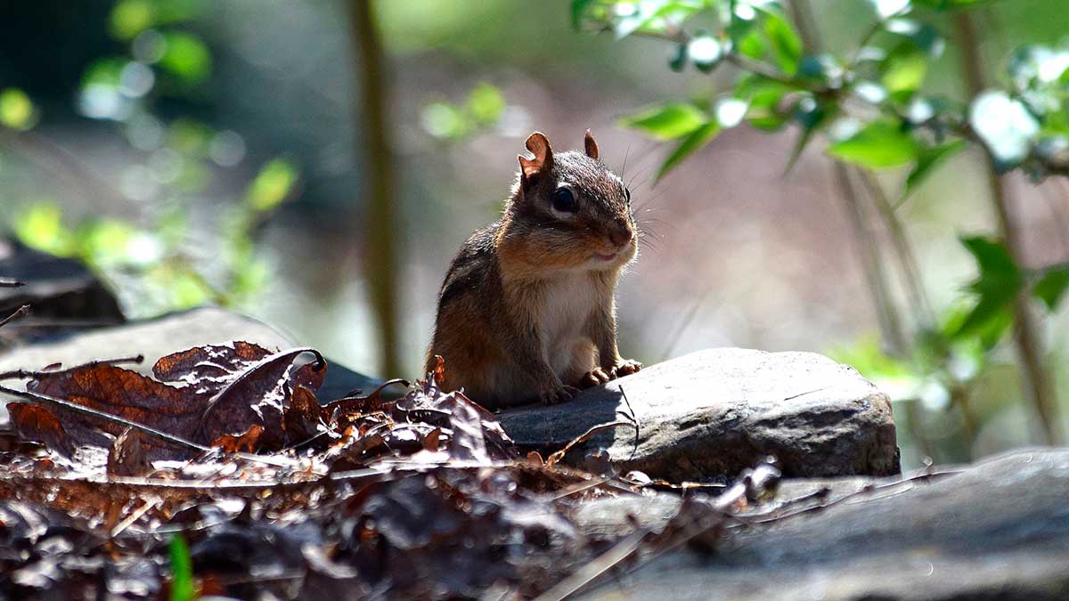 Photo of a squirrel looking extremely cute but unfortunately posed in the shadows