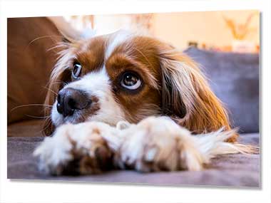 Adorable poster print with a picture of a dog