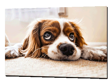 Poster print of a pet dog photo