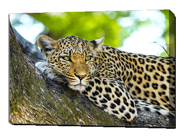 Animal photo on canvas