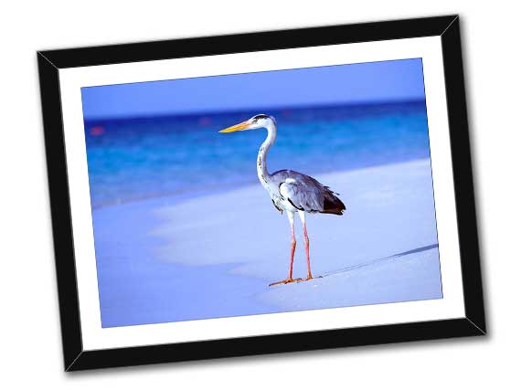 A completed example of picture framing featuring a photo of a heron on a beach