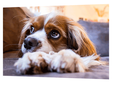 Adorable poster print with a picture of a dog
